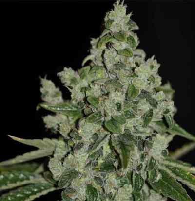 UltraSour > TH Seeds | Feminized Marijuana   |  Indica